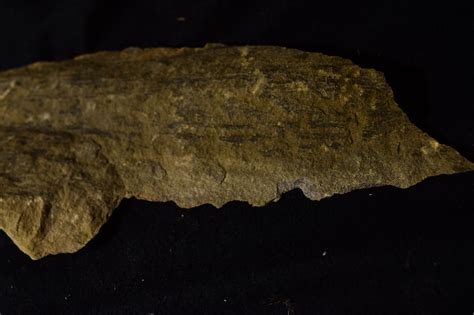 Gilboa Ny Area Devonian Tree Fossil Fossil Hunting Trips The Fossil