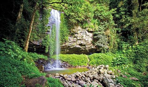 Nsw Rainforest Environments Nsw National Parks