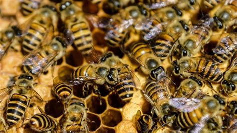 dos mil especies de abejas corren peligro de extinción en méxico noticias diario de morelos