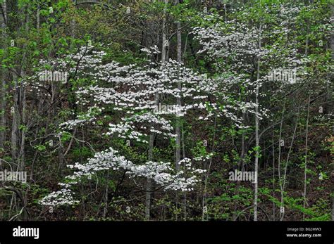 Appalachian Mountain Flora White Dogwood Tree Flowering Spring Greenery