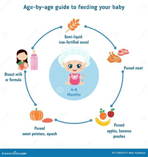 Feeding Baby Infographics Stock Vector Illustration Of Breast 71042279