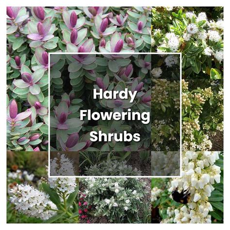 How To Grow Hardy Flowering Shrubs Plant Care And Tips Norwichgardener