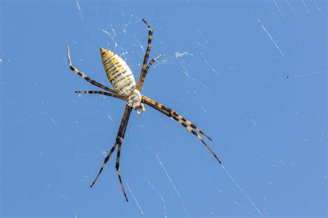 Female Argiope Trifasciata Banded Garden Spider In Newport News
