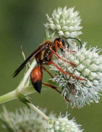 Great Golden Digger Wasp Missouri Department Of Conservation