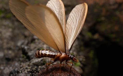 How To Get Rid Of Flying Termites Phenom Pest Control
