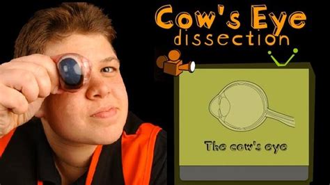 Cows Eye Dissection Science Interactive Pbs Learningmedia