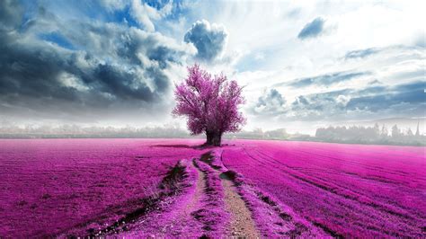 Purple Field Wallpaper 1920x1080 56899 Baltana