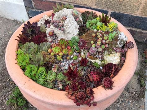 My Sempervivum Planters Outside My Front Door Make My Day A Little