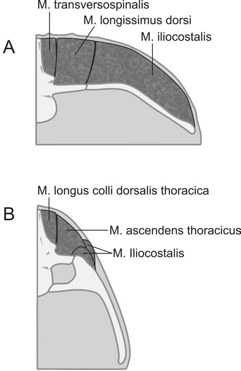 Thoracic Epaxial Muscles In Living Archosaurs And Ornithopod Dinosaurs