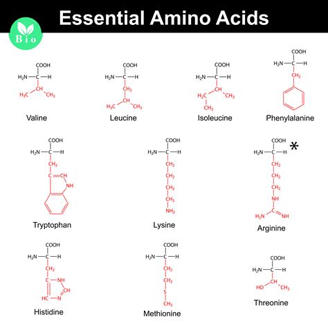 Essential Amino Acids List