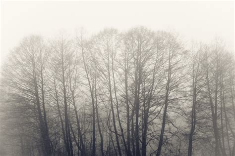 Foggy Landscapes Of Mt Zlatibor Lab604 Satsuei 撮影 A