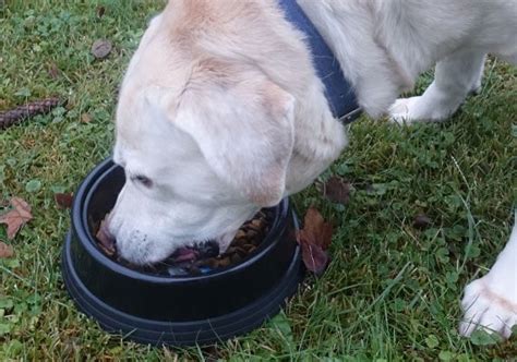 Are Plastic Bowls Safe For Dogs