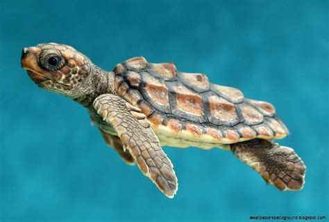 Baby Sea Turtles Baby Turtles Hd Wallpaper Pxfuel