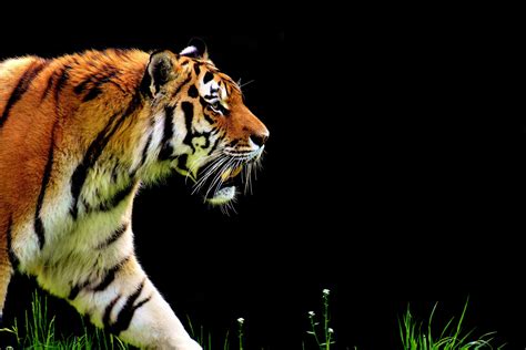 Majestic Tiger Backgrounds Hd Tiger Habitat Canis Lupus Image Chat