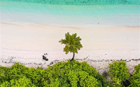 Download Wallpaper 1680x1050 Beach Palm Trees Aerial View Sea Sand