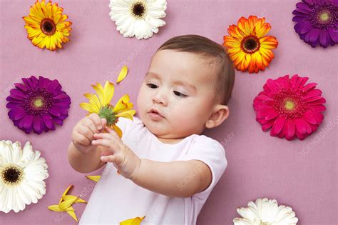 Baby Girl Holding Flower Stock Image F0079459 Science Photo Library