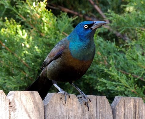 Common Grackle Birds And Blooms