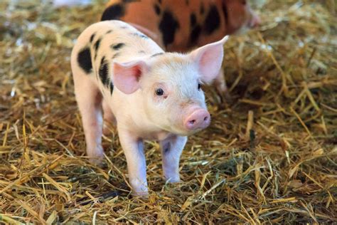 In Newborn Piglets Does Drying Versus No Intervention Reduce The Risk