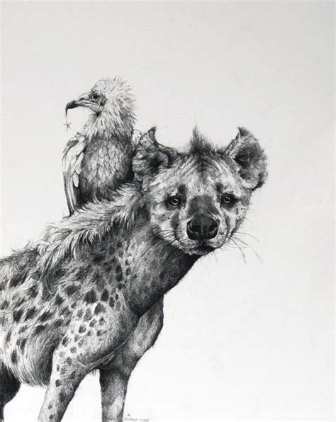 Adonna Khare Hyena Hyena Animal Sketches Hyena Tattoo