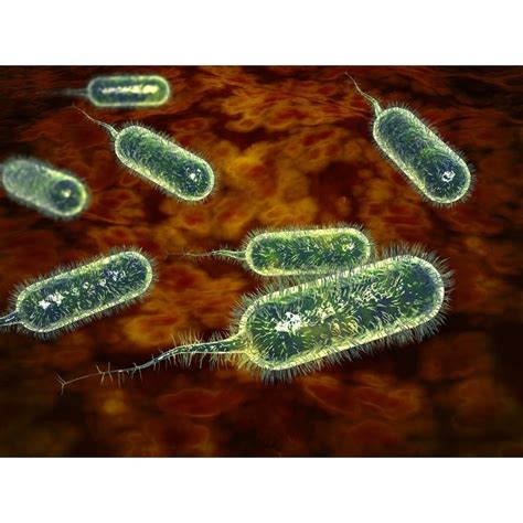 Group Of Vibrio Cholerae Bacteria Which Causes Cholera Poster Print 16