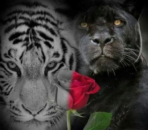 720p Free Download Tiger And Panther Panthers Black And Red Rose