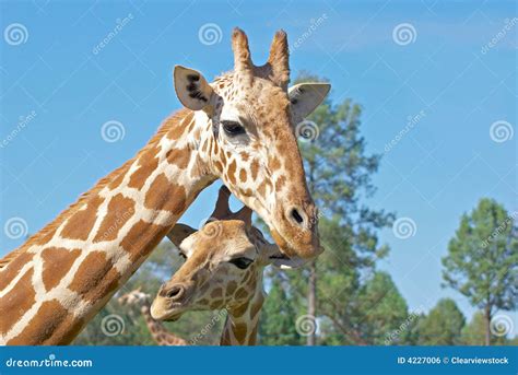 Mother And Baby Giraffe Stock Photo Image Of Photograph 4227006