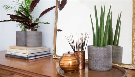 Check spelling or type a new query. The Best House Plants for your Bedroom | Secret Linen Store