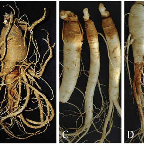 Symptoms Of Red Skin Disease Of Panax Ginseng A And B On 6 Year Old
