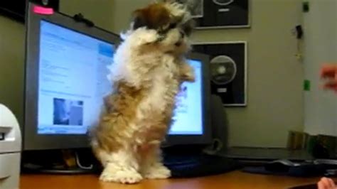 Shih Tzu Puppy Zaizai Learning New Tricks Youtube