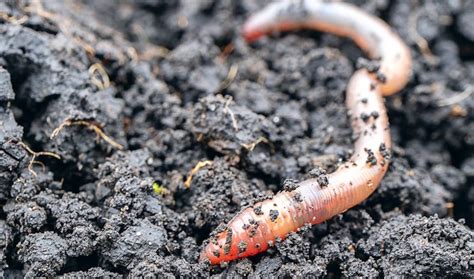 Worms Garden Pests And Diseases Gardening Tips Thompson And Morgan