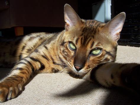 The Bengal Cat Blogs Monitor