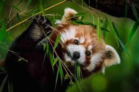 Why Red Pandas Are Endangered 5 Shocking Reasons Why 2023