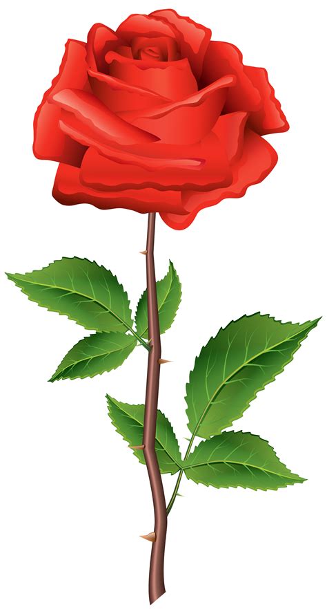 Stem Red Rose Png Clipart Best Web Clipart