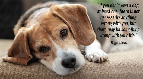 13 Inspirational Quotes With Pictures Of Dogs Swan Quote