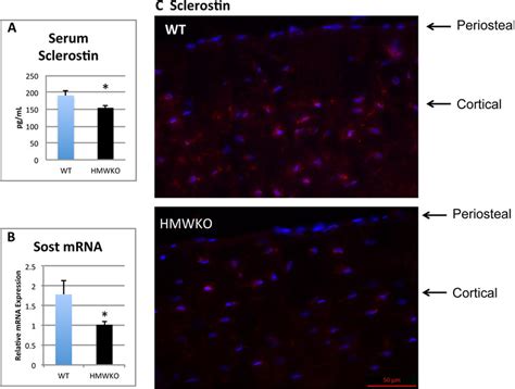 Decreased Serum Sclerostin And Decreased Sost Mrna And Protein In Bones