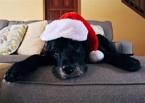 If you want your pet sitter to provide overnight care in your home, it will cost from $40 to $75 per night. How Much Should You Pay Dog House Sitters? | PetHelpful