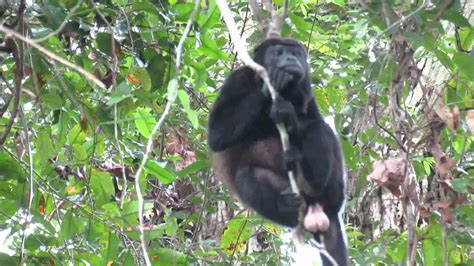 Mantled Howler Monkey Male Rio Chagres At San Lorenzo