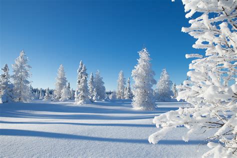 Wallpaper Kakisa Northwest Territories Canada Winter Snow Tree