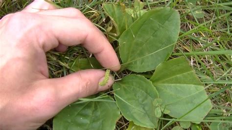 Wild Plantain Identification And Uses Youtube