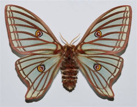 Graellsia isabellae, the spanish moon moth, is in the silkmoth family saturniidae. File:Spanish Moon Moth (Graellsia isabellae) female ...