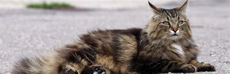 Norwegian Forest Cat Cat Breed Information