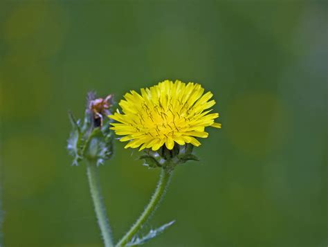 Yellow Dandelion Flower Free Stock Photo Public Domain Pictures