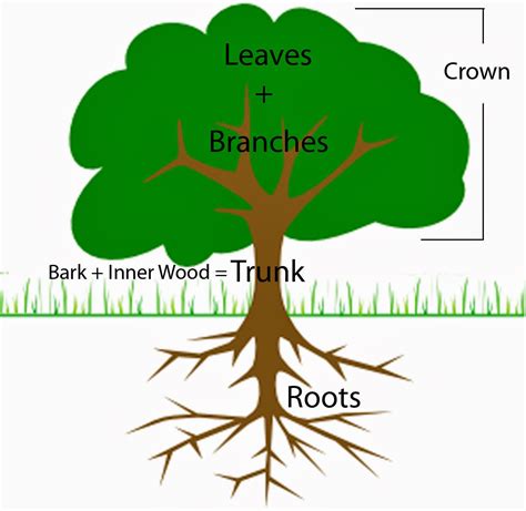 Resources To Learn English Trees