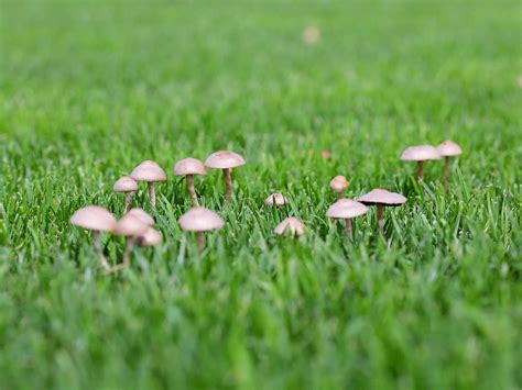 How to prevent mushrooms on lawns | lovethegarden
