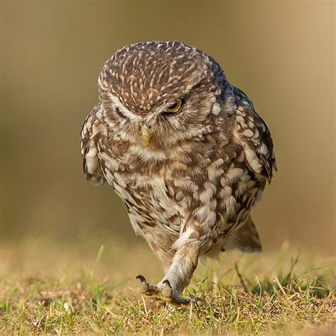 # cute # owl # owl gif # barn owl # barn owl gif. Walking Owls Is The Funniest Thing Ever