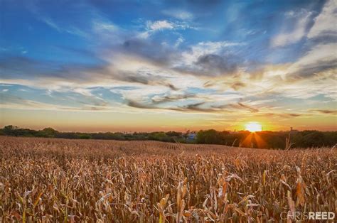 Chris Reeds Photograph Of A Corn Field Nebraska Cornfield Fields