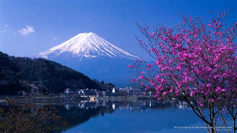 Hd Wallpaper Mt Fuji In Spring At Lake Kawaguchiko Yamanashi Japan