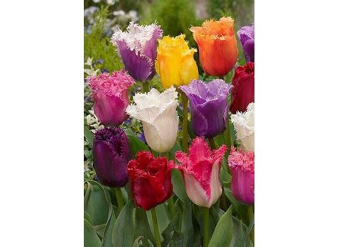 Buy Tulips Fringed Mixed Flower Bulbs Online Bulbinl