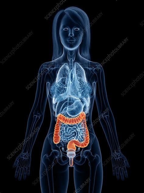 Large Intestine Illustration Stock Image F0268586 Science Photo