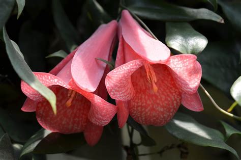 The Chilean Bellflower 5 Facts About The Beautiful Lapageria Rosea